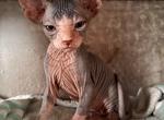 Male 2 Bicolor - Sphynx Kitten For Sale - Ewing&comma; NJ&comma; US