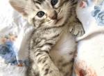 Kiki - Bengal Kitten For Sale - Port Matilda&comma; PA&comma; US