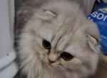 Longhaired Scottish - Scottish Fold Cat For Sale - 