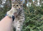 Lydia - Highlander Kitten For Sale - Absarokee&comma; MT&comma; US