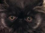 Black smoke - Persian Kitten For Sale - Clay&comma; PA&comma; US