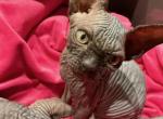 Gemma - Sphynx Kitten For Sale - 