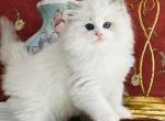 Cloudy - Ragdoll Kitten For Sale - P J S&comma; NY&comma; US