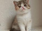 Exotic Shorthair Black Tortie Tabby with White - Persian Kitten For Sale - Hollywood&comma; FL&comma; US