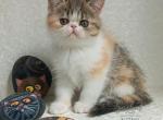 Exotic Shorthair - Exotic Kitten For Sale - Hollywood&comma; FL&comma; US