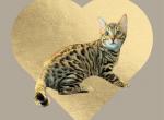 Lynx - Bengal Cat For Sale - ME&comma; US