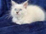 Ragdoll boy Osho - Ragdoll Kitten For Sale - Mount Vernon&comma; WA&comma; US