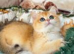 Danik - British Shorthair Kitten For Sale - Glendale&comma; CA&comma; US