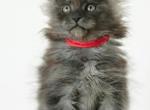Ruby Black Smoke Maine Coon - Maine Coon Kitten For Sale - Hallandale&comma; FL&comma; US