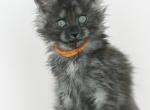 Castiel Black Smoke Maine Coon - Maine Coon Kitten For Sale - Hallandale&comma; FL&comma; US