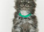 Chuck Black Smoke Maine Coon - Maine Coon Kitten For Sale - Hallandale&comma; FL&comma; US