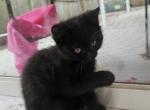 Black Scottish Straight Female - Scottish Straight Cat For Sale - Hallandale&comma; FL&comma; US