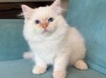 Erosh - Siberian Kitten For Sale - Pembroke Pines&comma; FL&comma; US