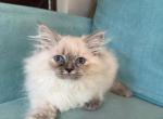 Edzhina - Siberian Kitten For Sale - Pembroke Pines&comma; FL&comma; US
