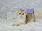 Caesar 1 - British Shorthair Kitten For Sale - Chicago&comma; IL&comma; US