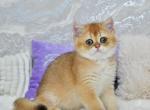 Jinger - British Shorthair Kitten For Sale - Chicago&comma; IL&comma; US