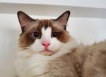 Jupiter - Ragdoll Cat For Sale - Brooklyn&comma; NY&comma; US