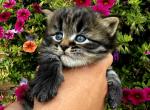 Sherman - Siberian Kitten For Sale - Clintwood&comma; VA&comma; US