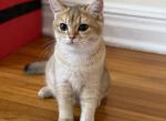 Tata - British Shorthair Cat For Sale - Brooklyn&comma; NY&comma; US