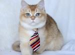 Daxi - British Shorthair Cat For Sale - Norwalk&comma; CT&comma; US