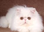 Bekki - Persian Cat For Sale - Hollywood&comma; FL&comma; US