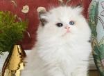 Sunny - Ragdoll Kitten For Sale - P J S&comma; NY&comma; US