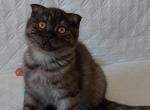 Molly - Scottish Straight Kitten For Sale - Pembroke Pines&comma; FL&comma; US