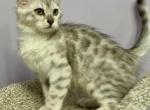 Powder Puff Cashmere TICA - Bengal Kitten For Sale - Stroudsburg&comma; PA&comma; US