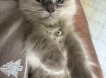 John - Ragdoll Kitten For Sale - Etters&comma; PA&comma; US
