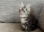 Baby A - Maine Coon Cat For Sale - Kansas City&comma; MO&comma; US