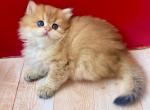 British Golden Chinchilla - British Shorthair Kitten For Sale - Aliso Viejo&comma; CA&comma; US