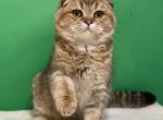 Nike - Scottish Fold Cat For Sale - Cathlamet&comma; WA&comma; US