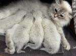 Floyd and Flora NEW LITTER - Siberian Kitten For Sale - Bonita Springs&comma; FL&comma; US