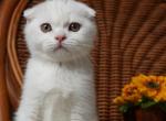 Blizzard - Scottish Fold Kitten For Sale - North Richland Hills&comma; TX&comma; US