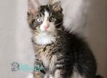 Freesia - Maine Coon Kitten For Sale - Miami&comma; FL&comma; US