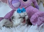 Sultanas - Himalayan Kitten For Sale - Worcester&comma; MA&comma; US