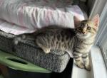 Leo Luna Lena - Highlander Kitten For Sale - NJ&comma; US