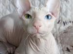Lola odd eye - Sphynx Kitten For Sale - Matawan&comma; NJ&comma; US