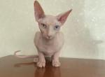 Bianca odd eye - Sphynx Kitten For Sale - Matawan&comma; NJ&comma; US