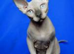 Leo - Sphynx Kitten For Sale - Matawan&comma; NJ&comma; US