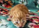 Tobias - Siberian Kitten For Sale - Clintwood&comma; VA&comma; US