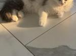 Puccini - Ragdoll Cat For Sale - Oklahoma City&comma; OK&comma; US