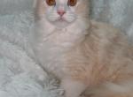 Flame Bicolor Ragdoll Male - Ragdoll Cat For Sale - Minerva&comma; OH&comma; US
