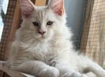 Cream Male - Maine Coon Kitten For Sale - Jacksonville&comma; FL&comma; US