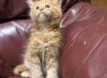 CFA Red Poly Male Breeding Rights Available - Maine Coon Kitten For Sale - Marshalltown&comma; IA&comma; US
