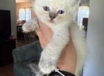 Seal lynx mitted female - Ragdoll Kitten For Sale - Butler&comma; PA&comma; US