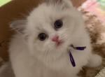 Purple - Ragdoll Kitten For Sale - Murrieta&comma; CA&comma; US