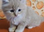 Cream - Domestic Kitten For Sale - Fitchburg&comma; MA&comma; US