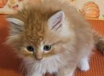 Orange - Domestic Kitten For Sale - Fitchburg&comma; MA&comma; US