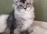 Hills polydactyl male - Maine Coon Kitten For Sale - Odesa&comma; Odessa Oblast&comma; UA